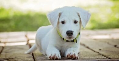 educare cucciolo bisogni | cane bianco, sguardo tenero sdraiato sul legno