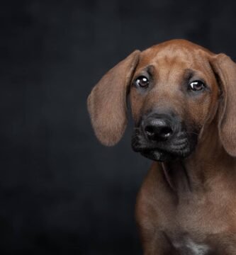 rhodesian ridgeback carattere