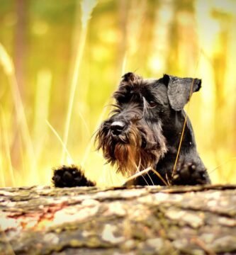Schnauzer nano carattere