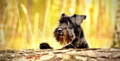 Schnauzer nano carattere