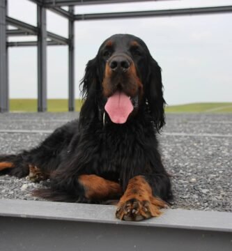 setter gordon carattere