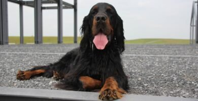 setter gordon carattere