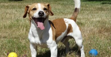 jack russell carattere