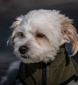 cane maltese carattere