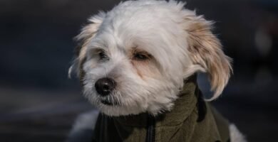 cane maltese carattere