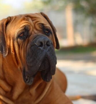 Mastino Napoletano carattere