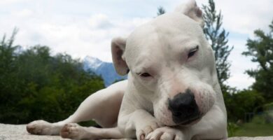 dogo argentino carattere