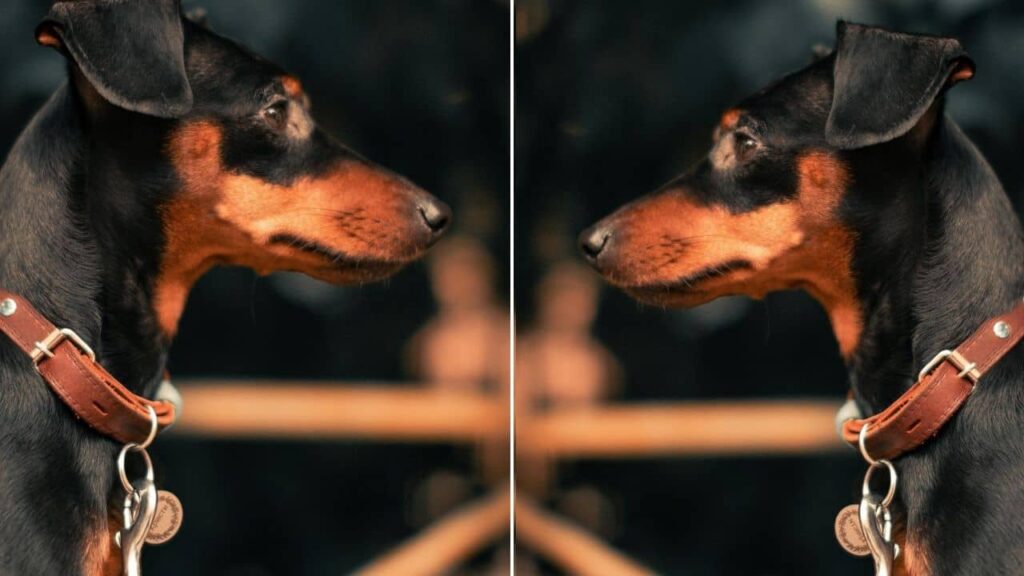 manchester terrier carattere