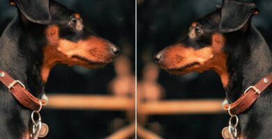 manchester terrier carattere