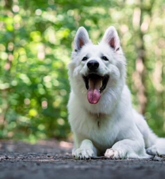 Pastore Svizzero Bianco