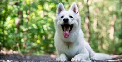 Pastore Svizzero Bianco