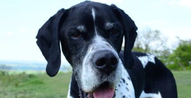 pointer inglese carattere