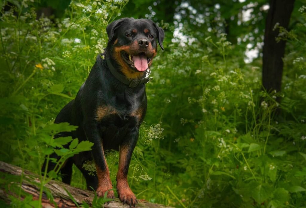 rottweiler carattere