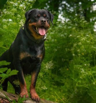 rottweiler carattere