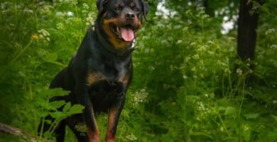 rottweiler carattere