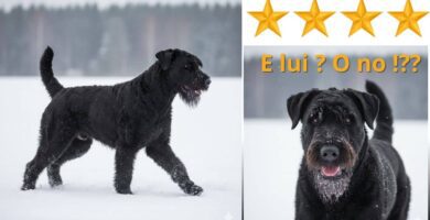 Terrier Nero Russo