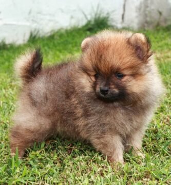 volpino di pomerania carattere