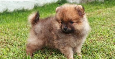 volpino di pomerania carattere