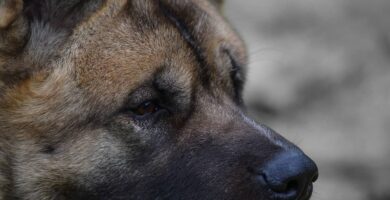 akita americano carattere