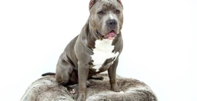 pitbull carattere