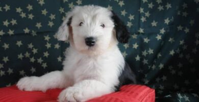 bobtail-carattere