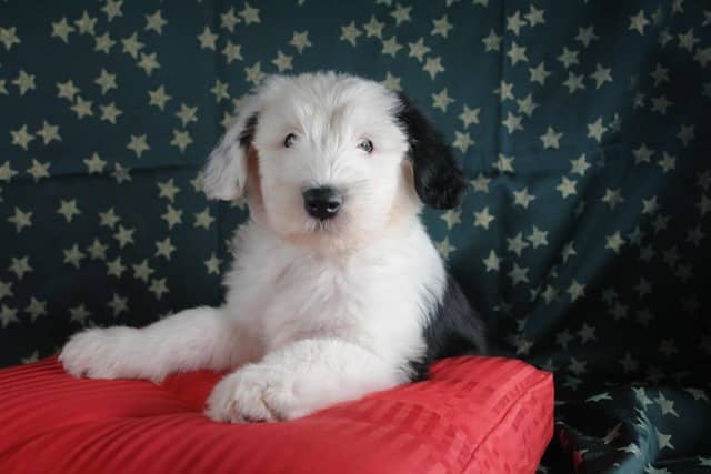 bobtail-carattere