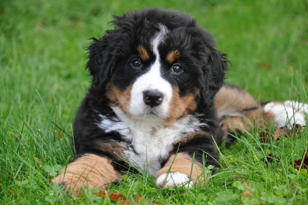 bovaro del bernese carattere