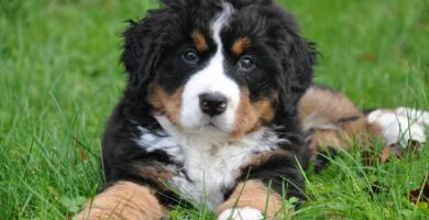 bovaro del bernese carattere