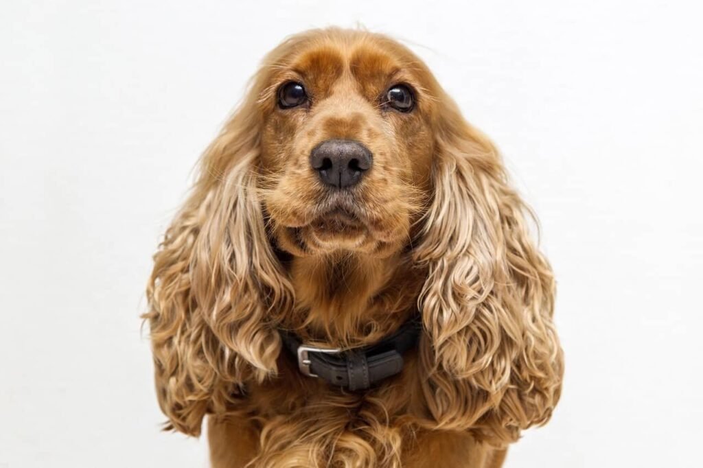 cocker spaniel carattere