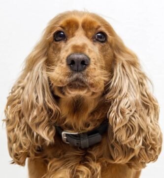 cocker spaniel carattere