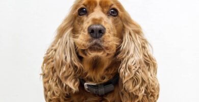 cocker spaniel carattere