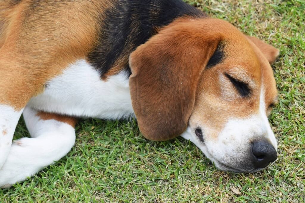 cosa significa come dorme il cane