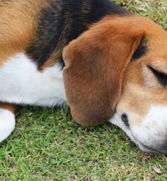cosa significa come dorme il cane