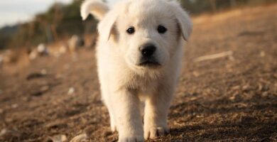 mastino dei Pirenei carattere