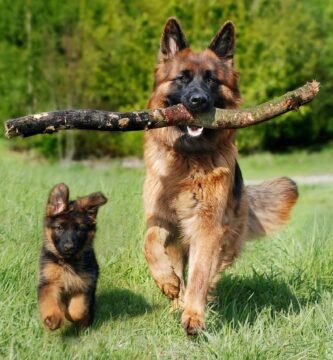 pastore tedesco carattere