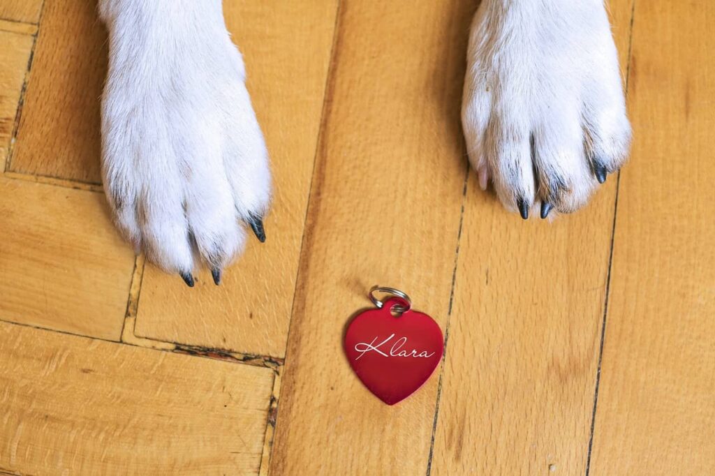 perché il cane mette le zampe addosso