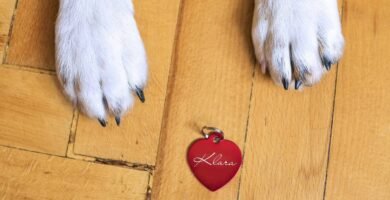 perché il cane mette le zampe addosso