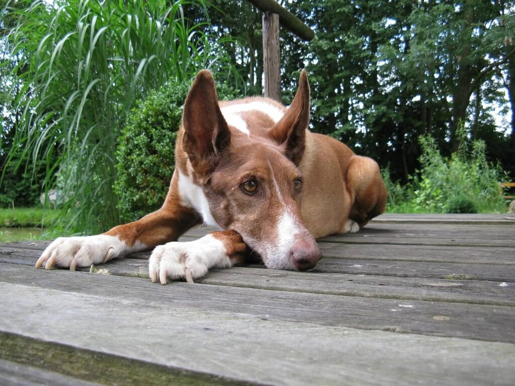 podenco canario carattere