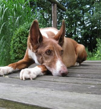 podenco canario carattere
