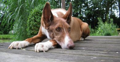 podenco canario carattere