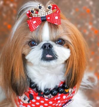 shih tzu carattere