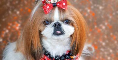 shih tzu carattere