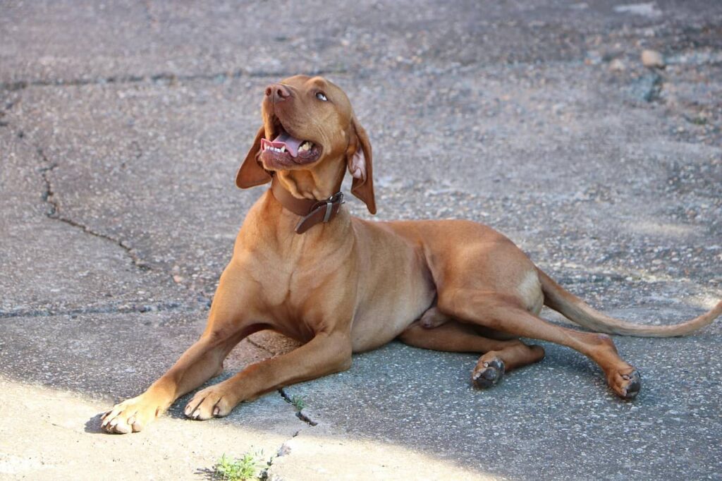 vizsla carattere