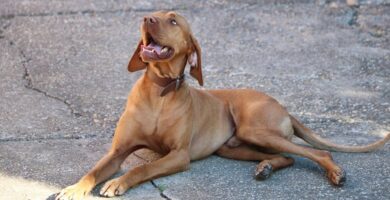 vizsla carattere