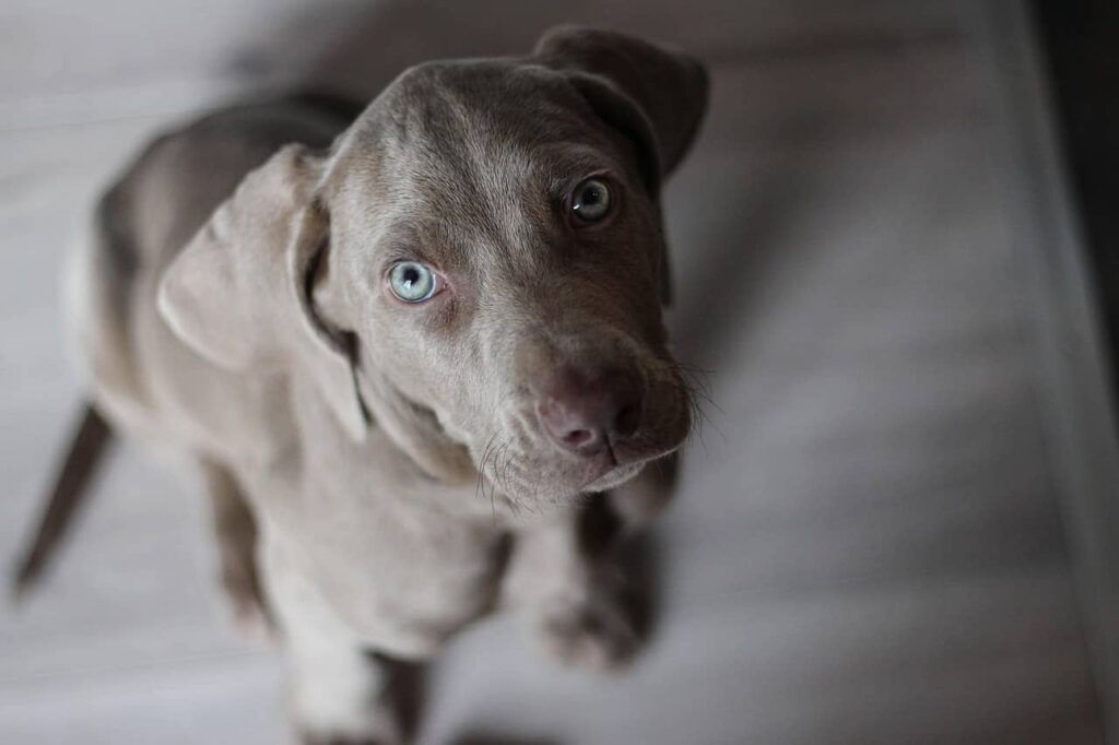 weimaraner carattere