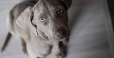 weimaraner carattere