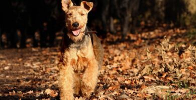 welsh terrier carattere
