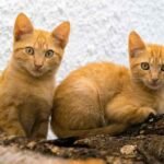 benessere felino