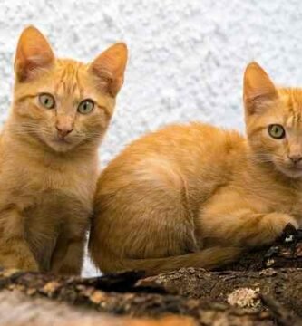 benessere felino