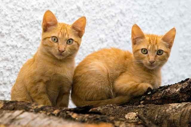 benessere felino